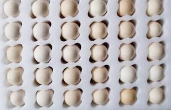 雞蛋珍珠棉案例